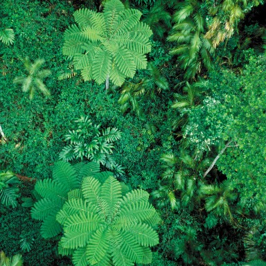 Un mundo verde: la ciencia de las plantas