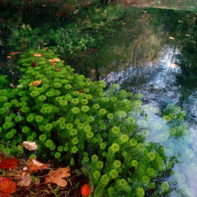 Células y ósmosis: agua en movimiento