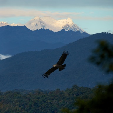 Aves: la maravilla del vuelo