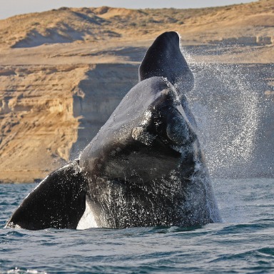 Partes de los animales del mar y la costa
