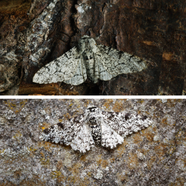 Macroevolución
