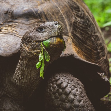 Sostén en animales: esqueletos internos y externos