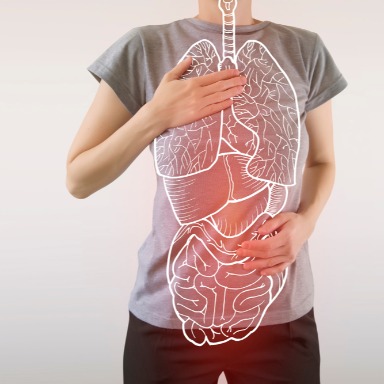 Sistemas de órganos: el interior del cuerpo humano