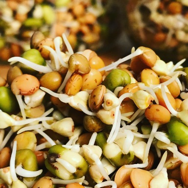 Germinamos vida: un jardín de bolsillo