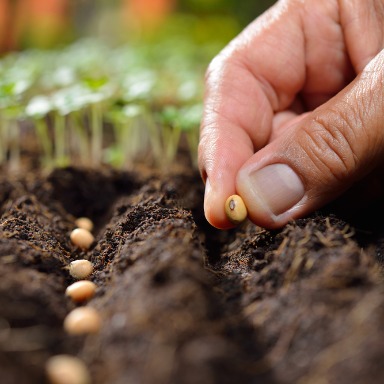 De la planta a la semilla: camino de ida y vuelta