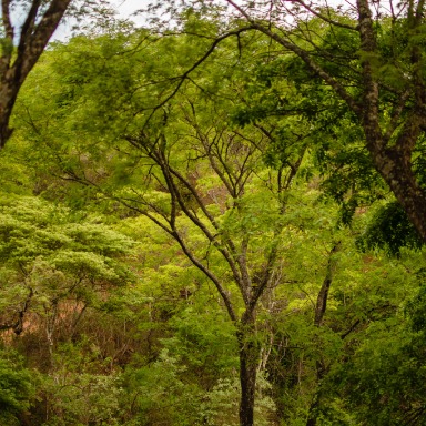 Ecosistema del bosque serrano