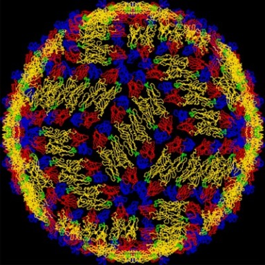 Dengue: virus, mosquitos y humanos