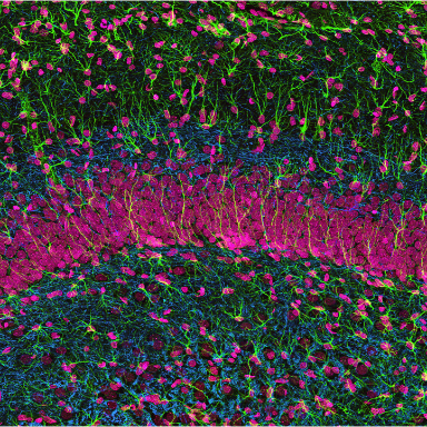 Neuronas en comunicación